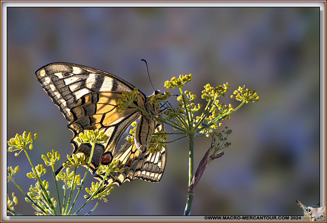 Machaon